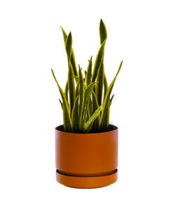 Maxi Marbelo con base - PLAPASA